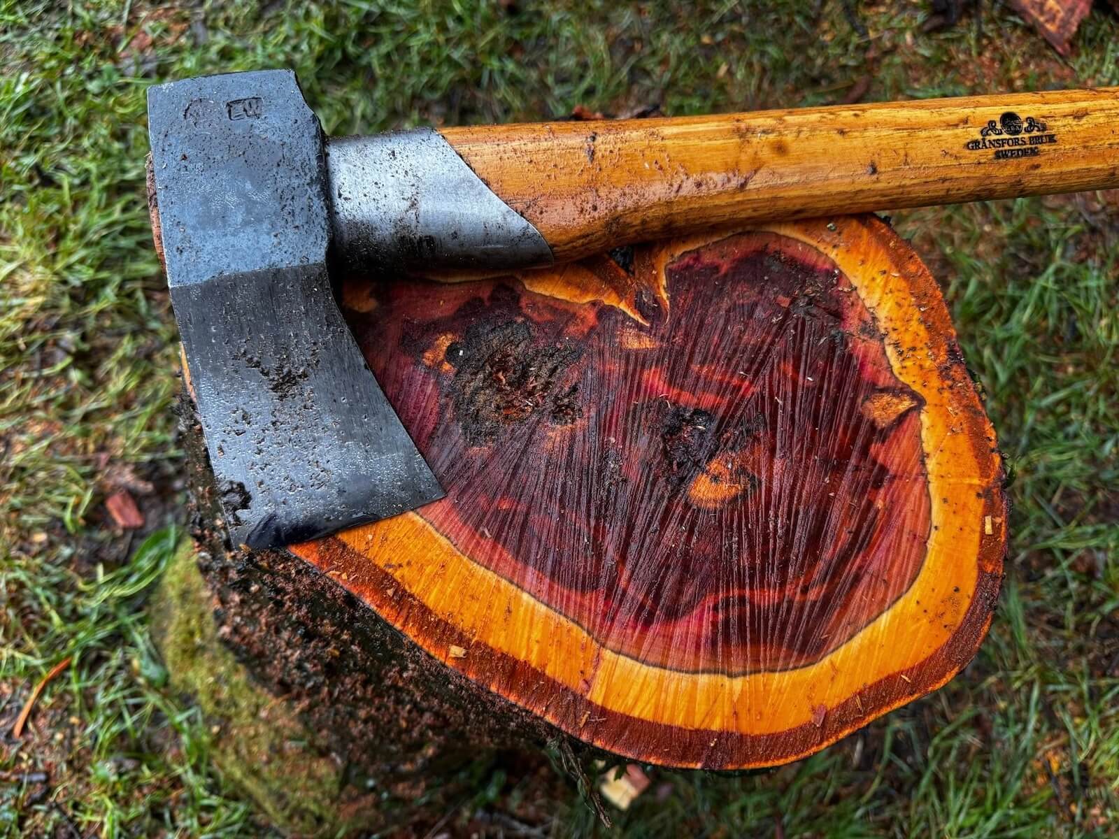 Axe resting on a freshly cut tree stump