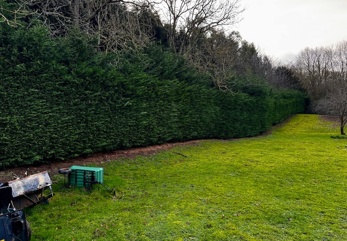Hedge Cutting & Maintenance