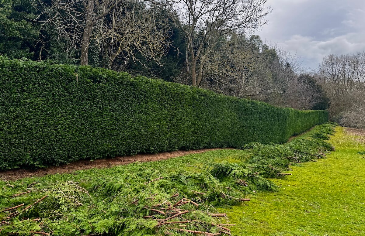 Hedge Cutting & Maintenance