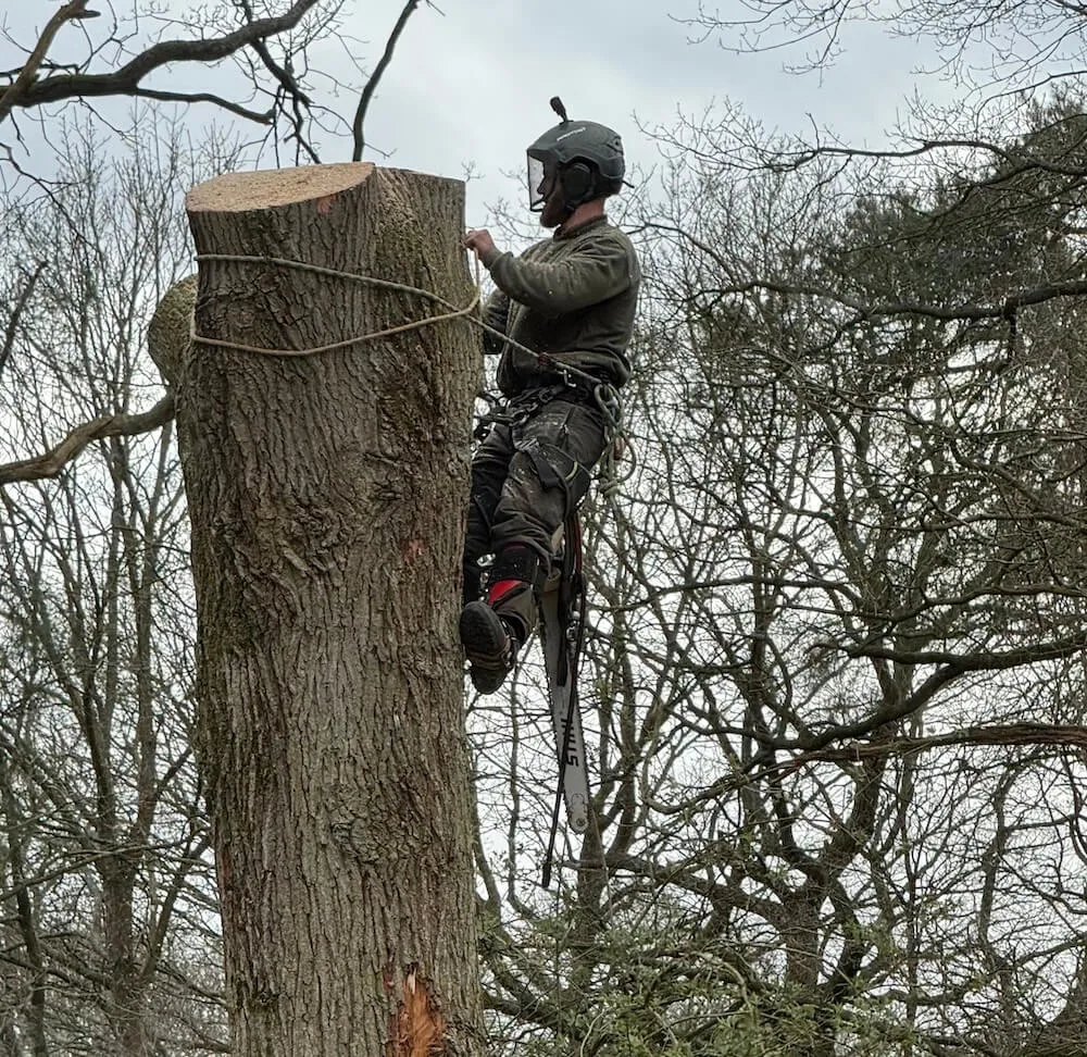 Tree Felling
