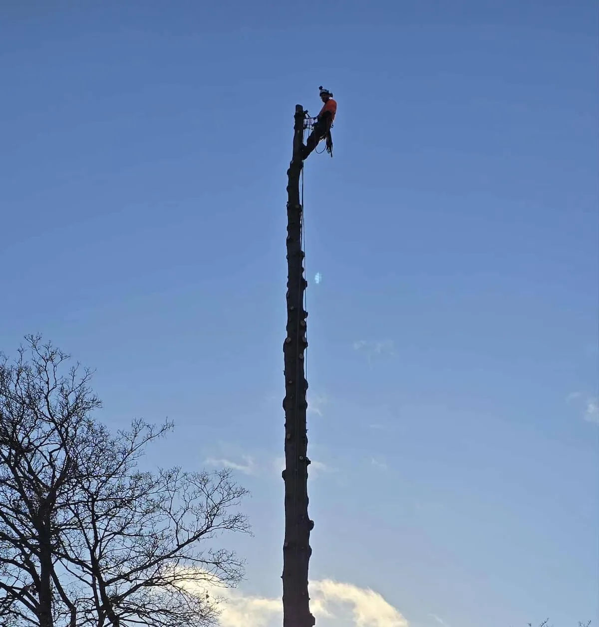 Tree Felling