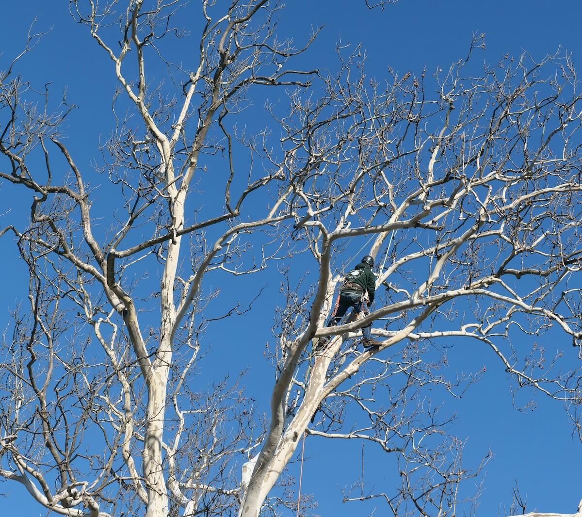 Tree Pruning