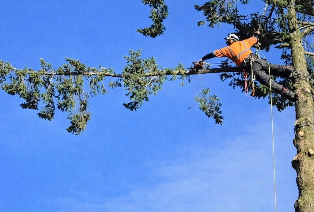 Tree Surgery