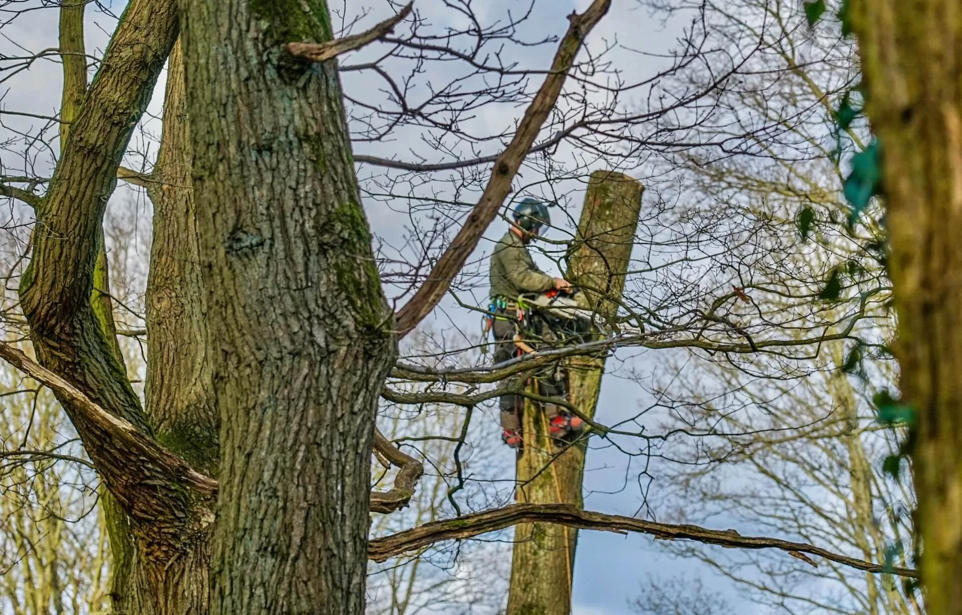 Tree Surgery