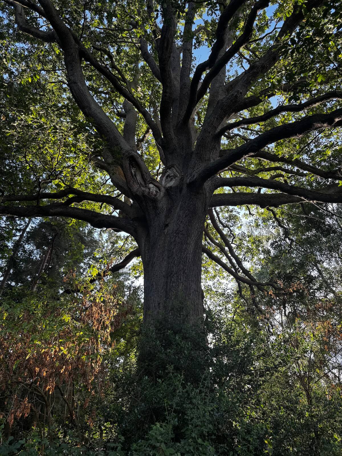 Health & Safety Tree Surveys