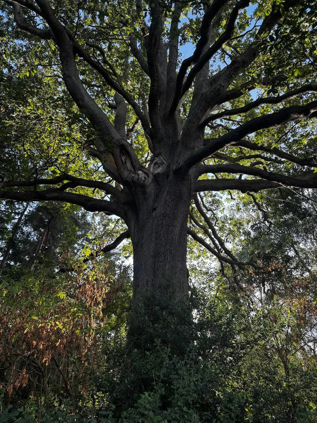 Health & Safety Tree Surveys